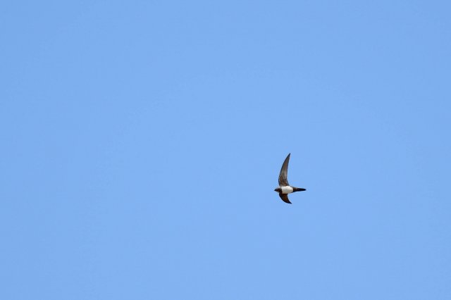 Martinet à ventre blanc / Alpine Swift